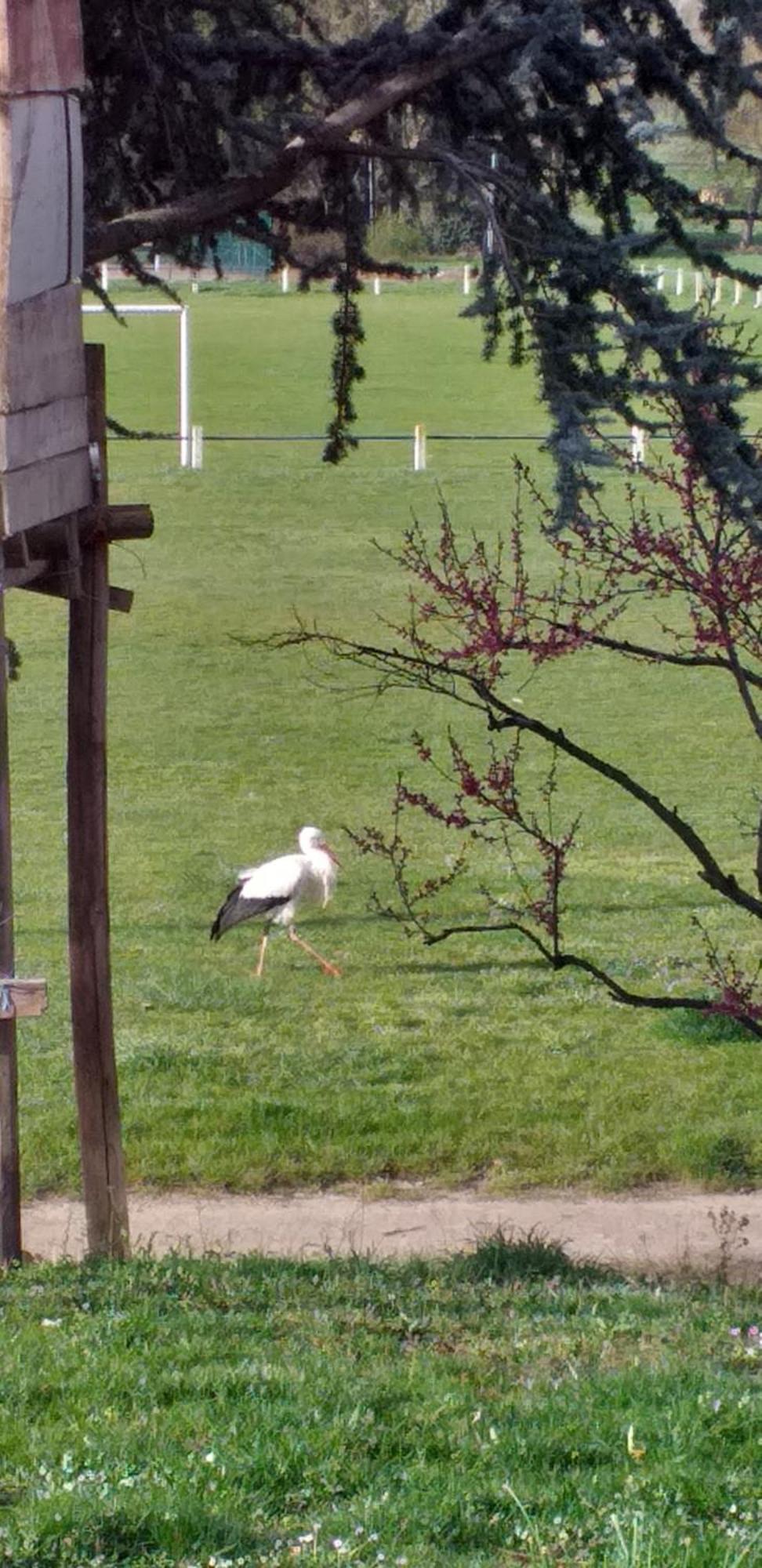 Dans Vignoble Alsacien
